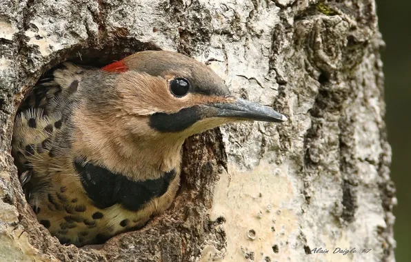 Bird, animal, wildlife, .Northern Flicker