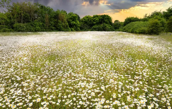 Field, summer, chamomile