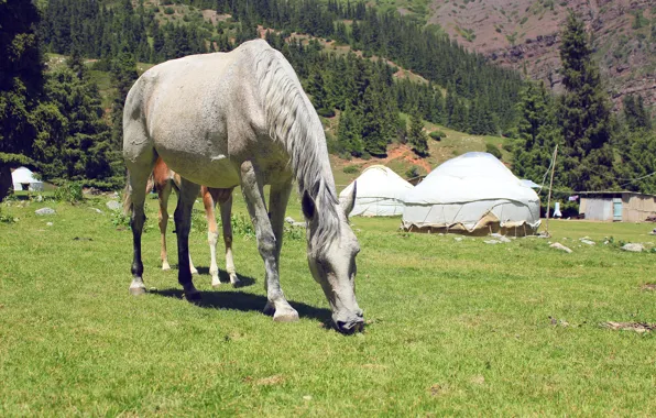 Summer, Wallpaper, glade, horse, white, eats, chews, horse