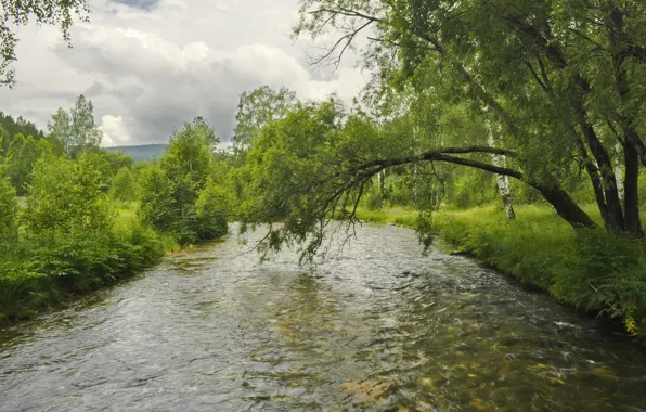Nature, Stream, Trees, River, Summer, Nature, Branch, Summer