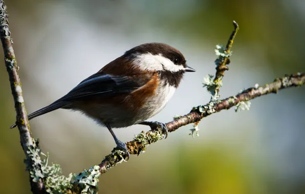 Background, bird, branch, bokeh, tit