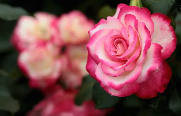 Picture macro, roses, petals, beauty