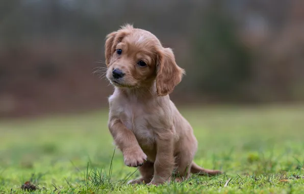 Puppy, ears, Spaniel, foot