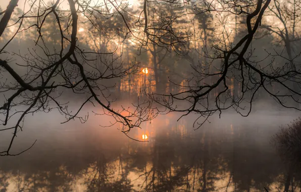 Picture the sun, branches, fog, morning, silence, ☀