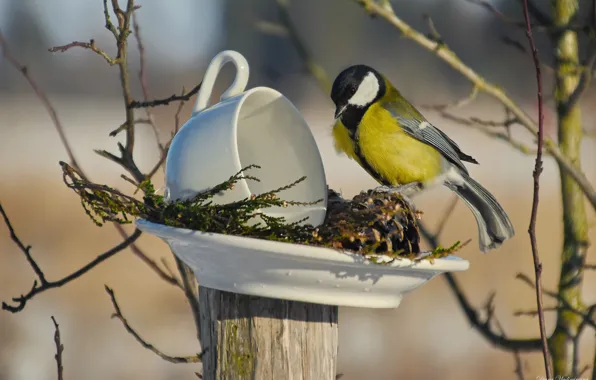 Winter, birds, nature, tit