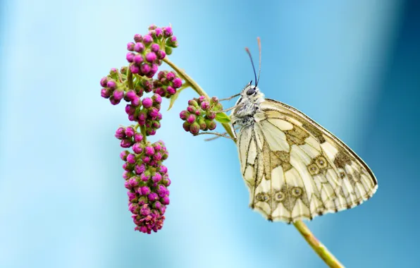 Flowers, butterfly, butterfly