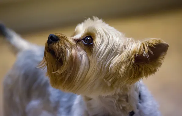 Picture muzzle, ear, Yorkshire Terrier