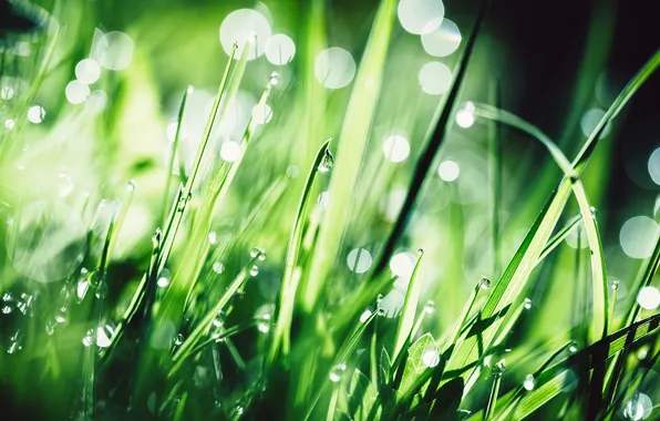 Picture grass, drops, photographer, photography, photographer, Björn Wunderlich