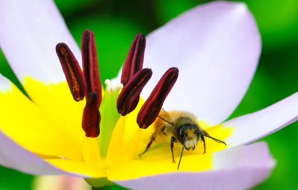Picture flower, bee, Tulip, petals, insect
