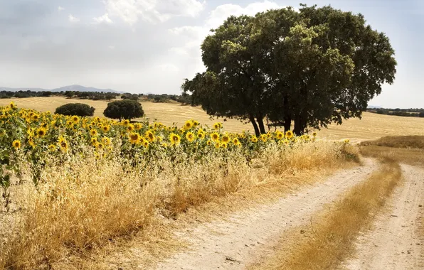 Picture road, summer, the sky, sunflowers, landscape