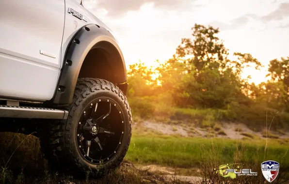 Forest, white, sunset, jeep, ford, EVS Fuel FX4 11, derevya