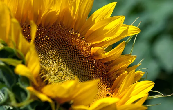 Picture flower, yellow, sunflower, sonyashnik