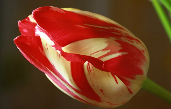 Macro, flowers, tulips