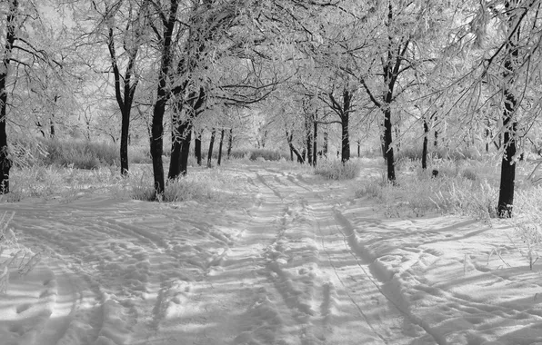 Snow, Winter, morning, black and white photo, trees in the snow