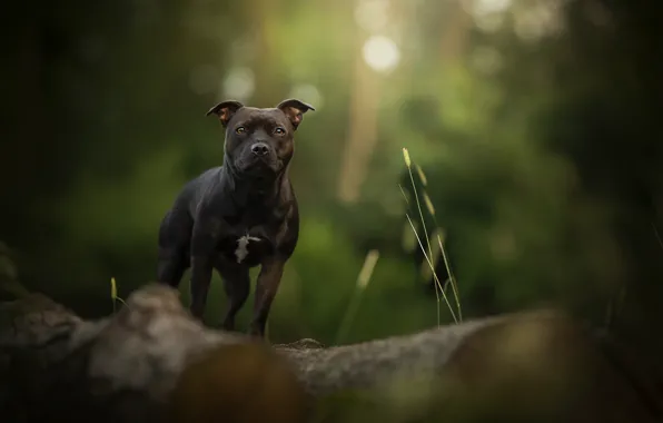 Greens, dog, bokeh, Bailey