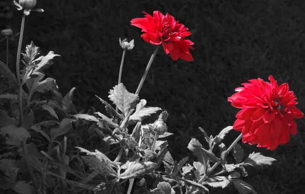 Nature, petals, Dahlia, retouching