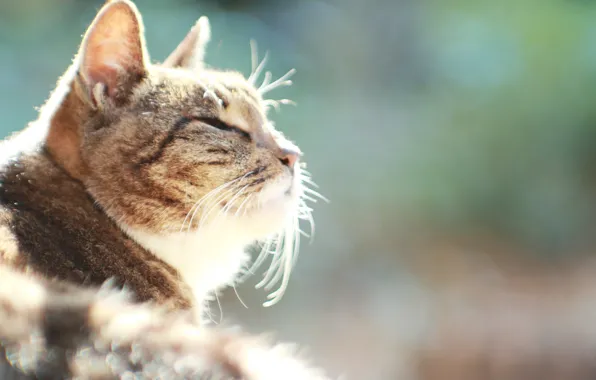 Picture cat, cat, heat, ideal