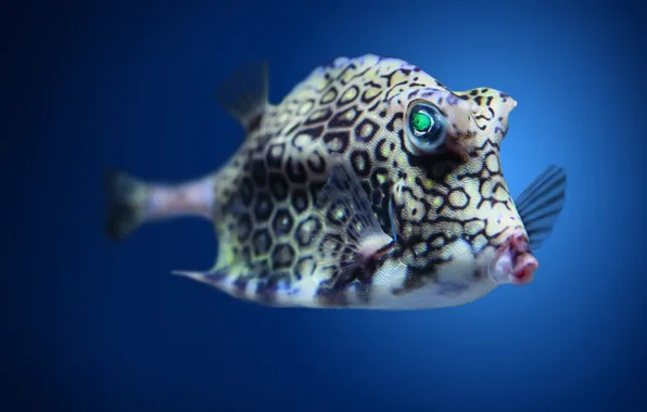 Fish, fish, the boxfish, aquarium fish, aquarium fish, Lactoria cornuta