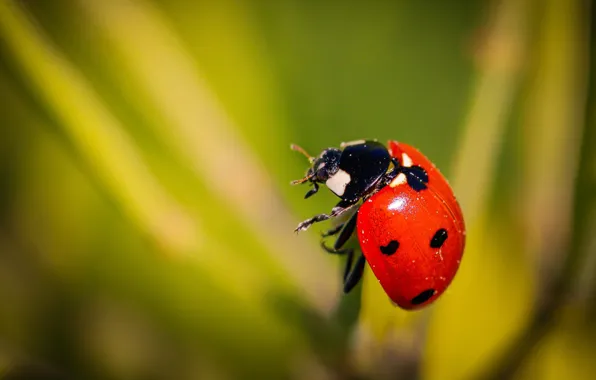 Macro, ladybug, beetle, insect