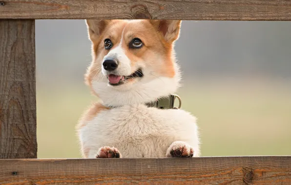 Board, dog, face, Welsh Corgi, Maria Sherskova