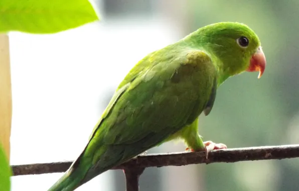 Birds, Brazil, Sao Paulo, Plain Parakeet, (Brotogeris tirica)