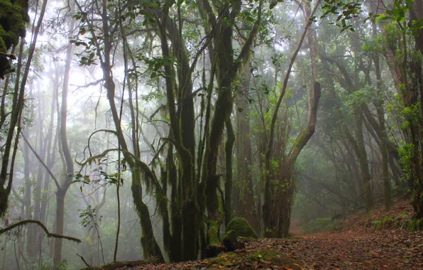 Forest, trees, nature, fog, Spain, Spain, the island of La Gomera, Garahonai National Park