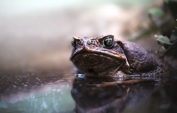 Nature, frog, dampness