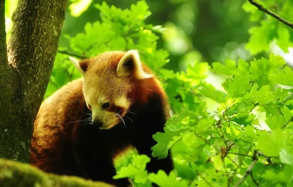 Forest, leaves, trees, nature, red Panda, red panda