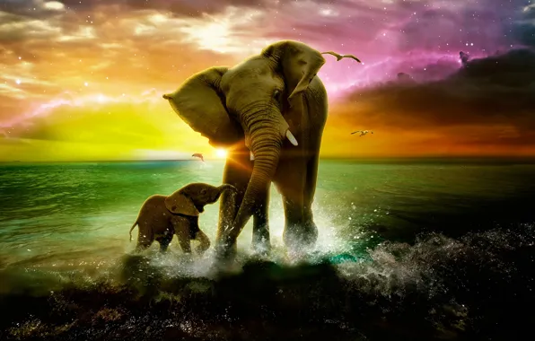 SEA, The OCEAN, DROPS, SQUIRT, ELEPHANT, FOAM, BIRDS, SEAGULLS