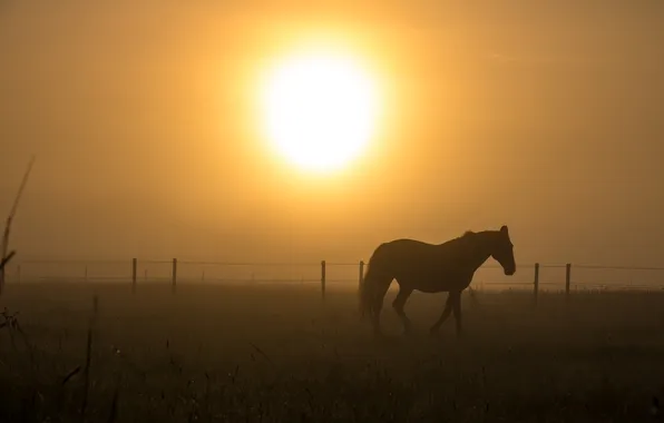 Landscape, Horse, sunset, A ray of sunshine