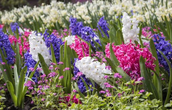 Flowers, spring, garden, pink, white, flowerbed, a lot, different