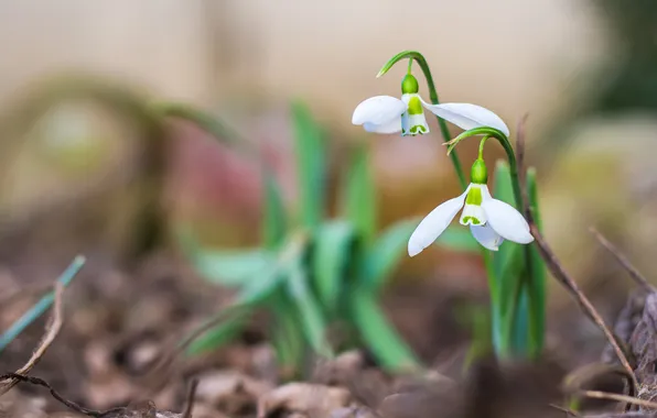 Leaves, flowers, stems, blur, spring, snowdrops, white, Duo