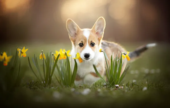 Picture look, flowers, puppy, face, daffodils, bokeh, doggie, Welsh Corgi