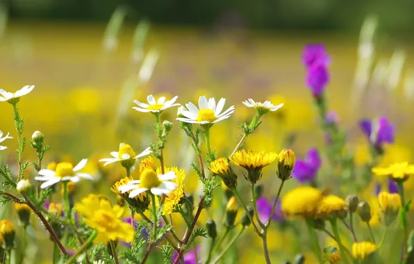 Picture flowers, chamomile, yellow, white, field