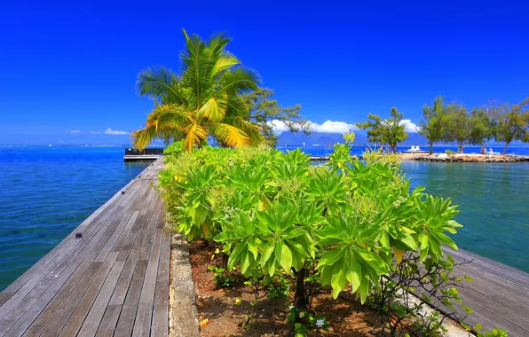 Picture the sky, clouds, trees, palm trees, pier, horizon, the bushes, Tahiti