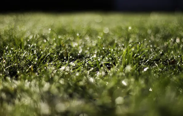 Picture grass, drops, macro, Rosa, glare, bokeh