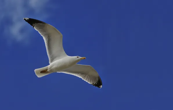 The sky, blue, Seagull, Pitz