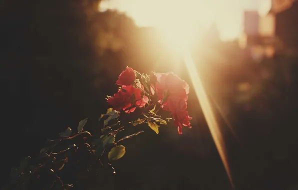 The sun, flowers, roses, petals