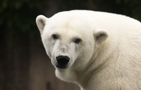 Look, face, polar bear, polar