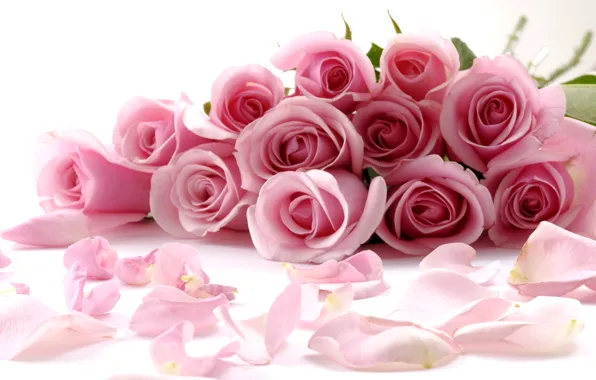 Pink, roses, bouquet