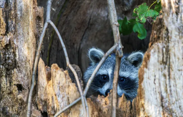 Branches, raccoon, Peeps