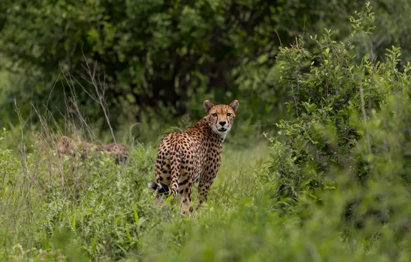 Look, face, branches, nature, thickets, foliage, Cheetah, the bushes