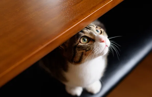 Cat, eyes, cat, look, face, grey, portrait, hide and seek