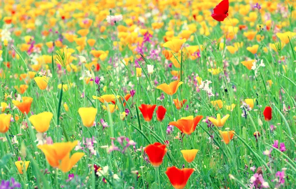 Picture grass, Mac, meadow