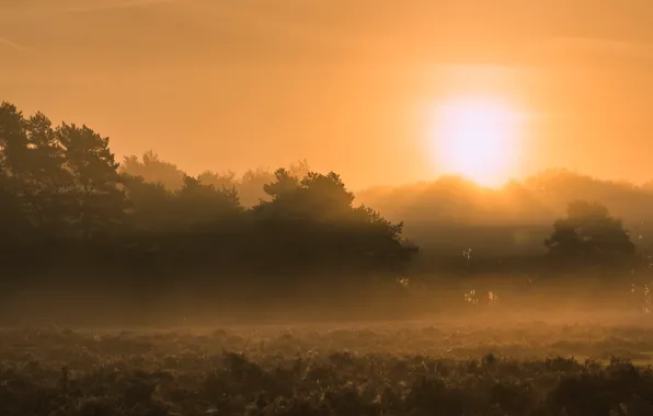 Picture field, the sun, fog, dawn