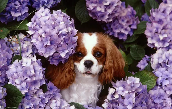 Nature, dog, lilac