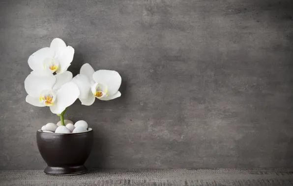 White, Orchid, flowers, orchid