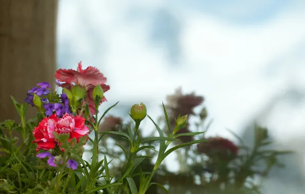 Flowers, focus, different, clove