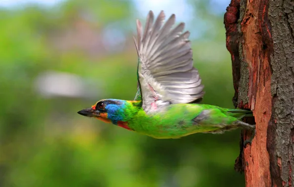 Flight, bird, wings
