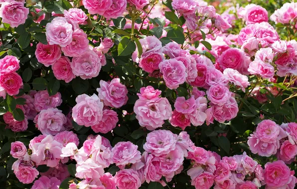 Roses, flowering, rose Bush